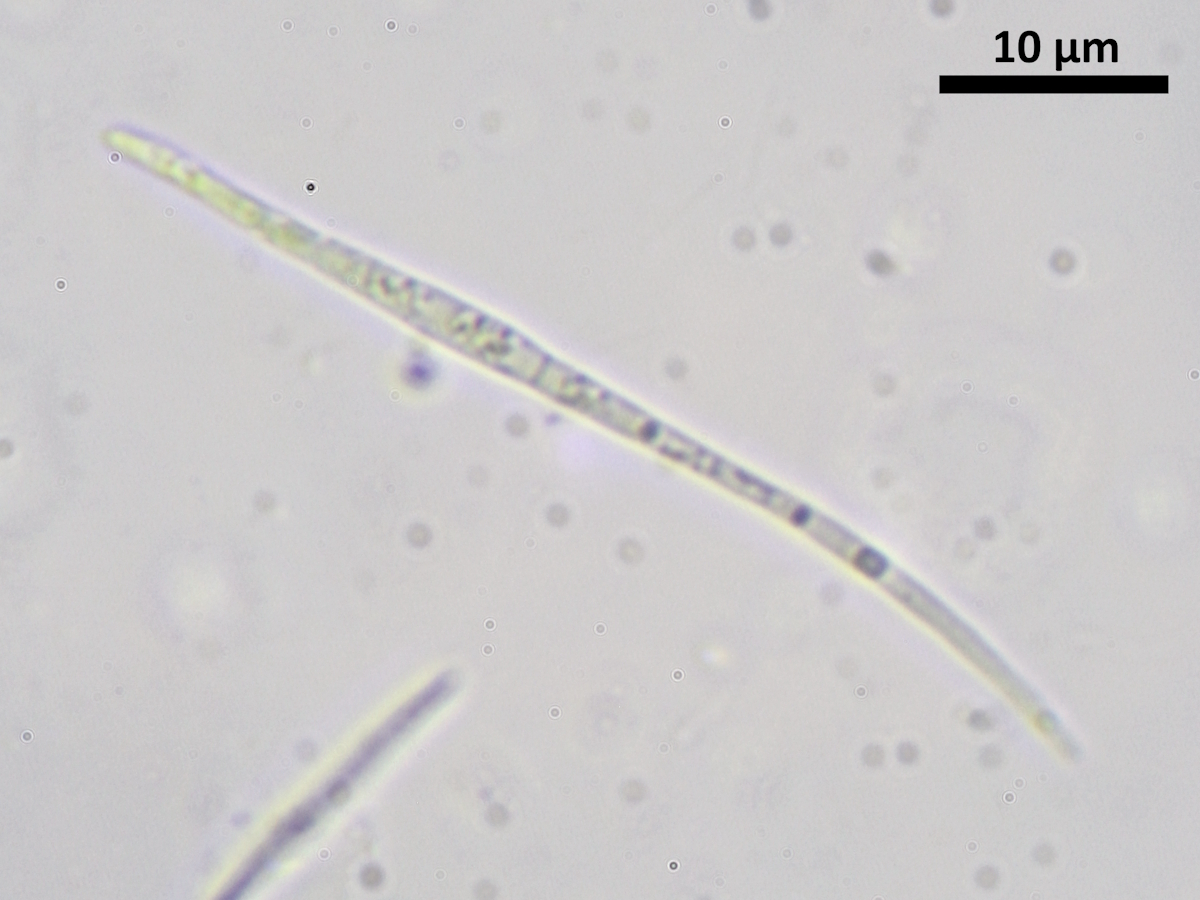Bacidina assulata (door Henk-Jan van der Kolk)