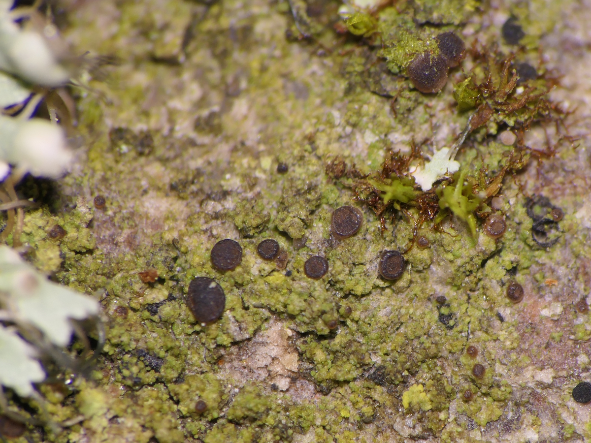 Bacidina assulata (door Henk-Jan van der Kolk)