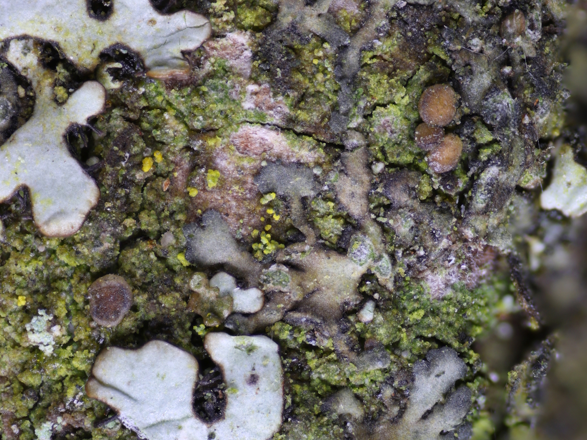 Bacidina assulata (door Henk-Jan van der Kolk)