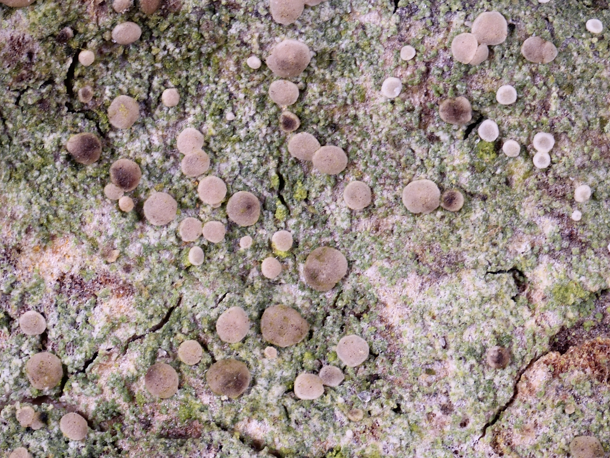 Bacidina brandii (door Henk-Jan van der Kolk)