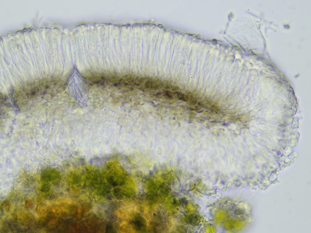 Bacidina brandii (door Henk-Jan van der Kolk)