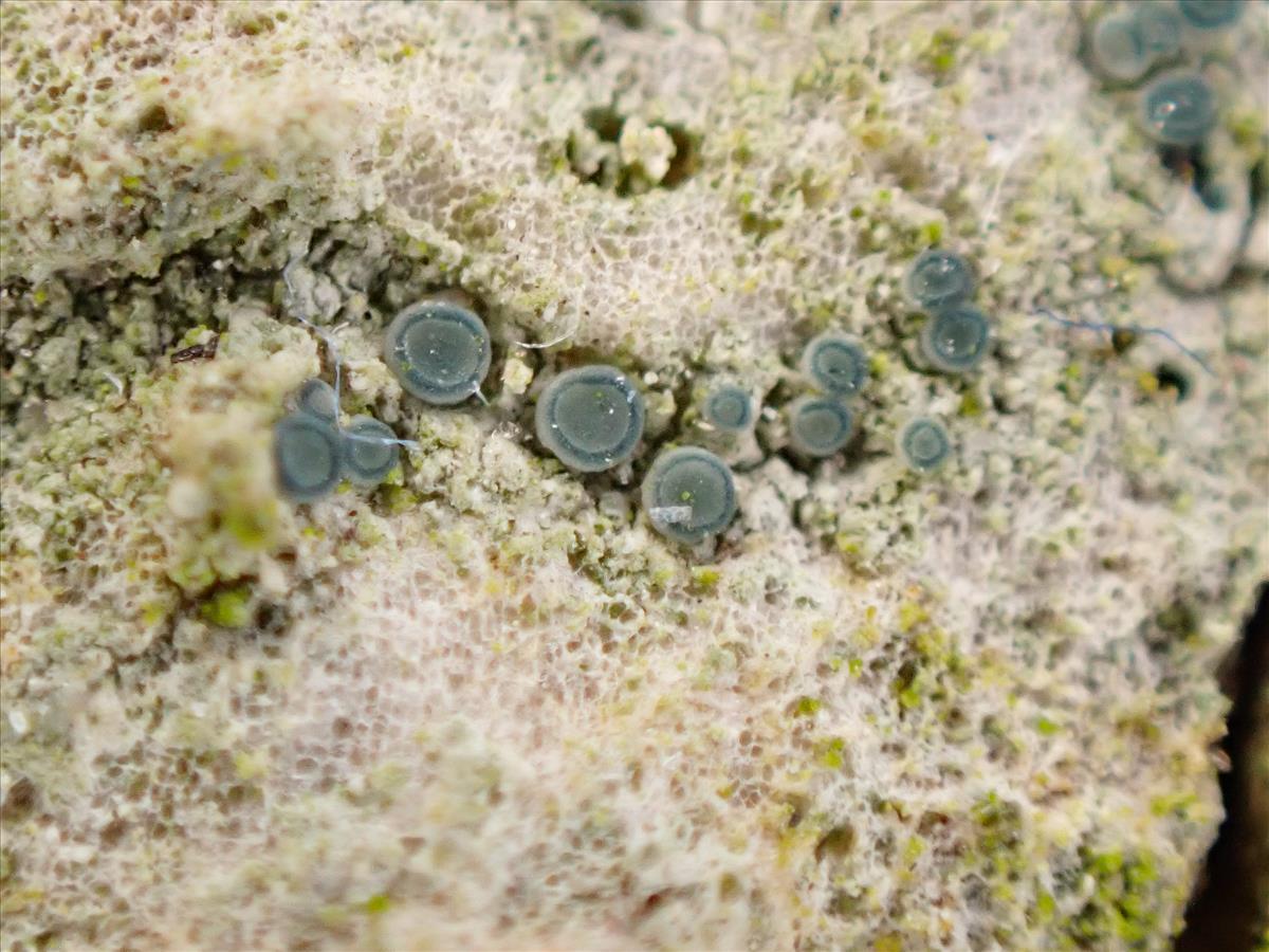 Bacidina caerulea (door Matthijs Molenaar)