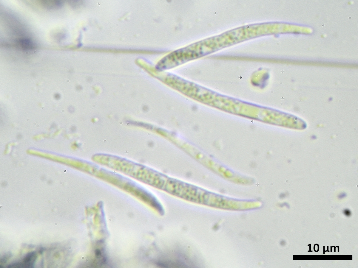 Bacidina caerulea (door Matthijs Molenaar)