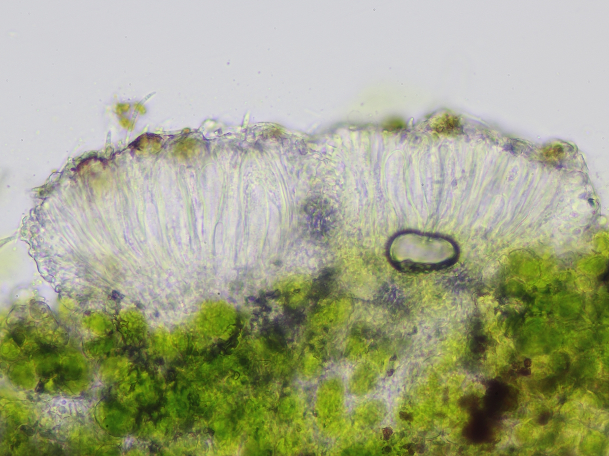 Bacidina chloroticula (door Henk-Jan van der Kolk)