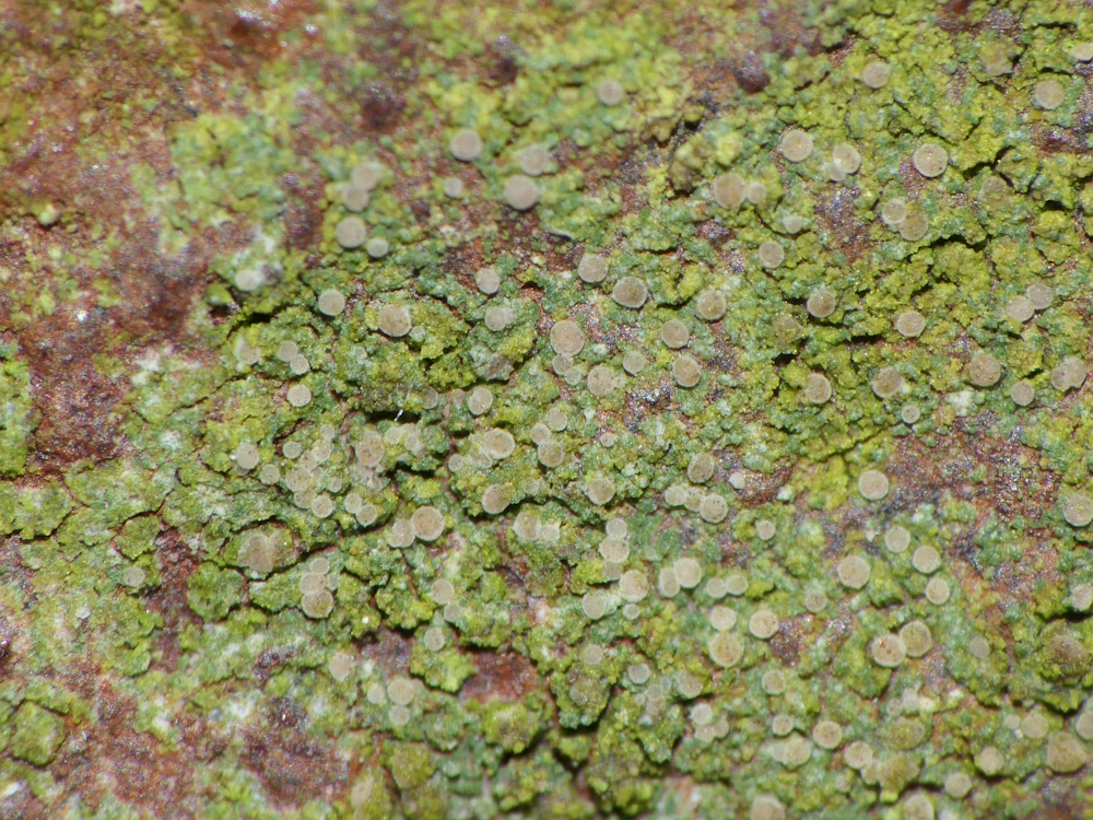 Bacidina chloroticula (door Henk-Jan van der Kolk)