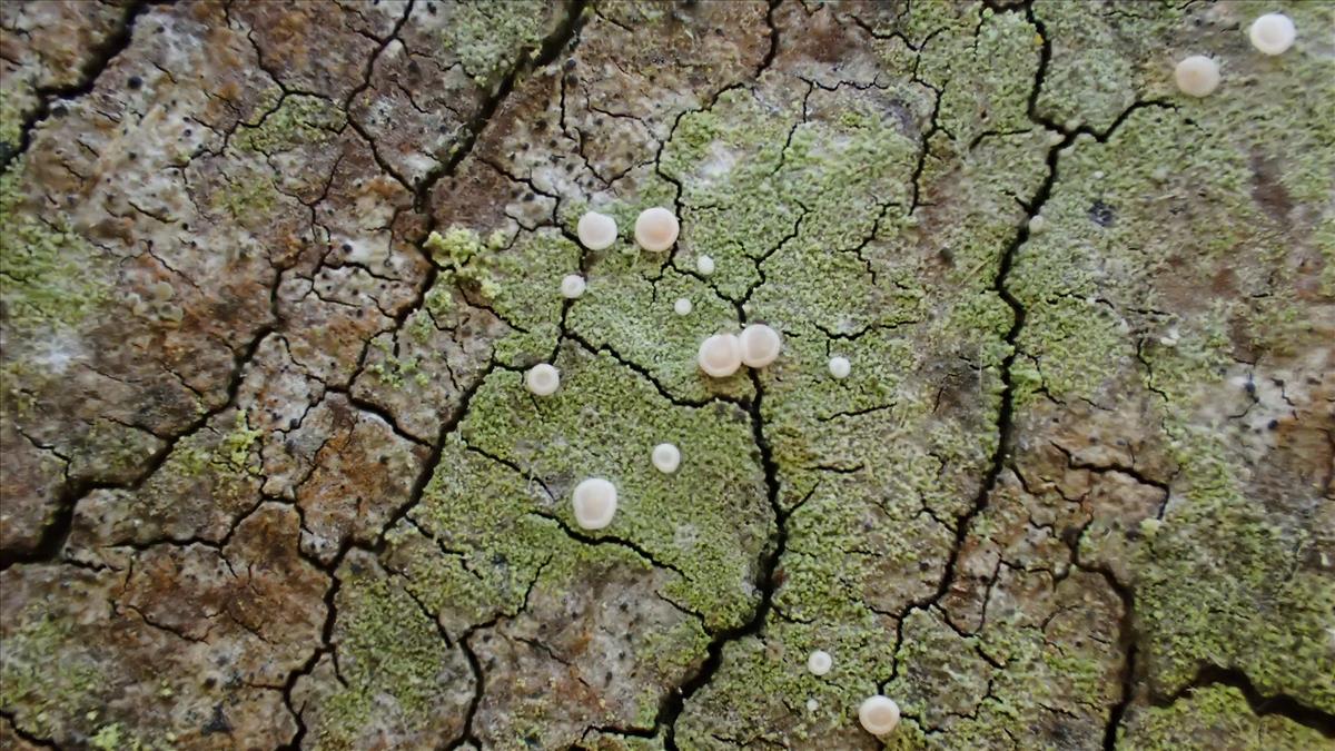 Bacidina delicata (door Arno van der Pluijm)