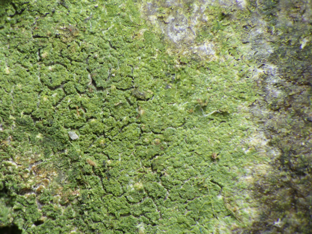 Bacidina arnoldiana (door Henk-Jan van der Kolk)