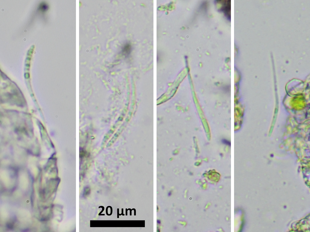 Bacidina inundata (door Henk-Jan van der Kolk)