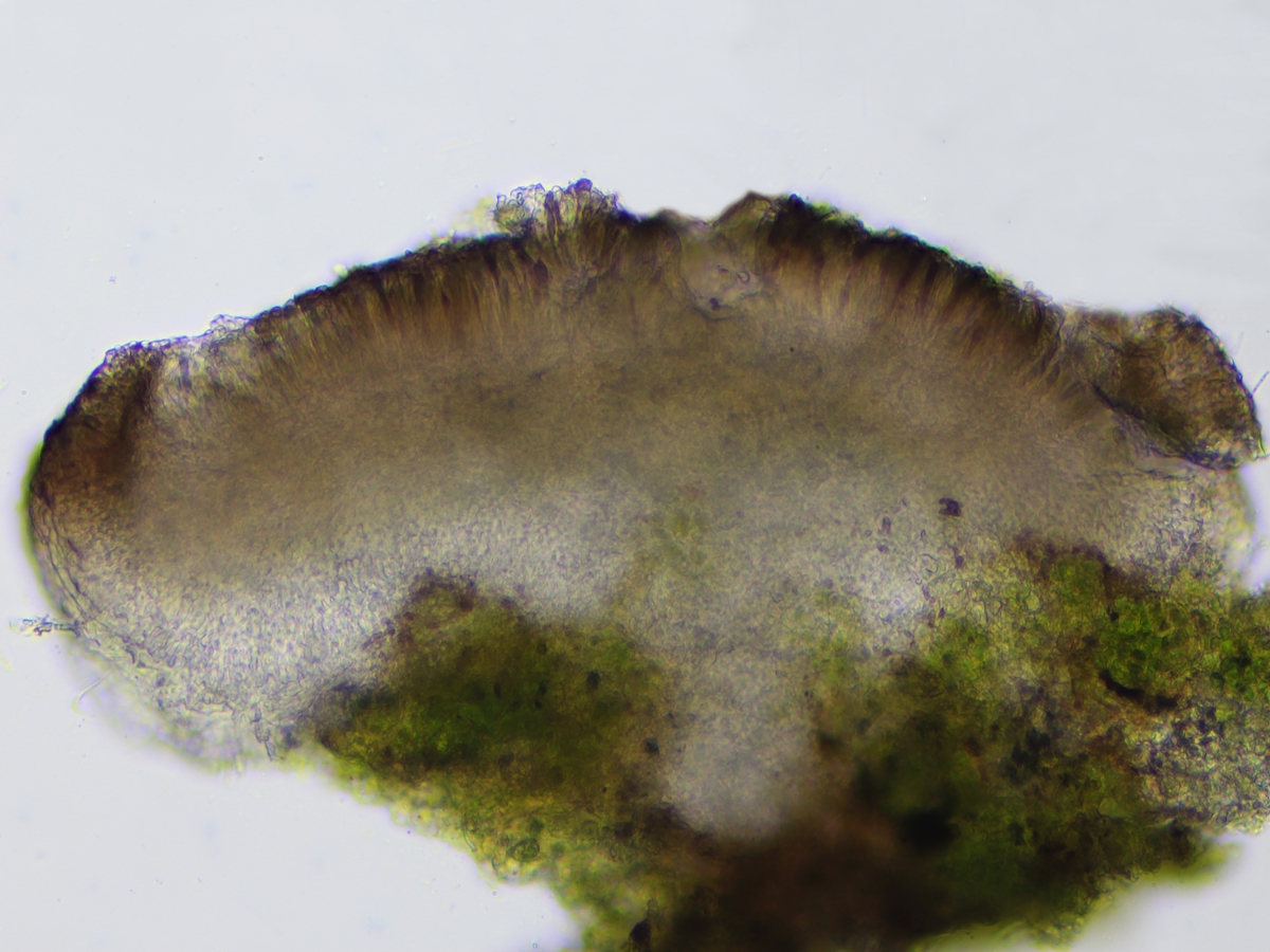 Bacidina inundata (door Henk-Jan van der Kolk)