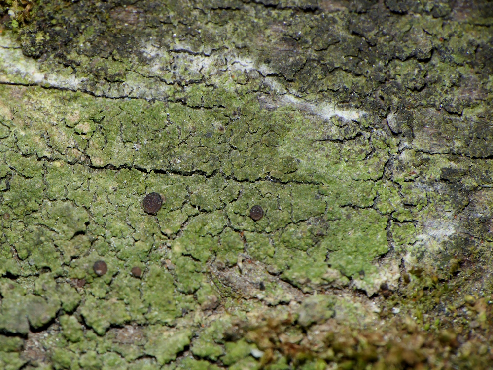 Bacidina inundata (door Henk-Jan van der Kolk)