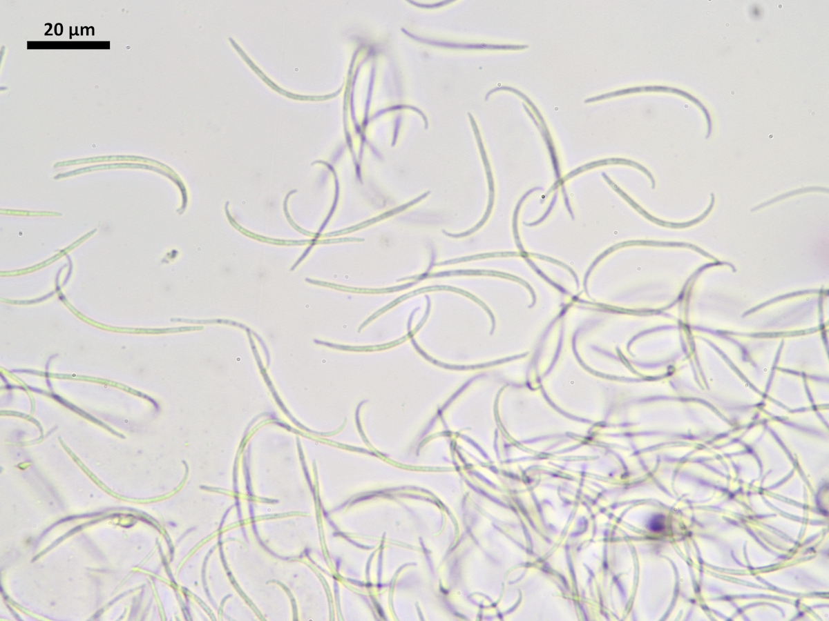 Bacidina modesta (door Henk-Jan van der Kolk)