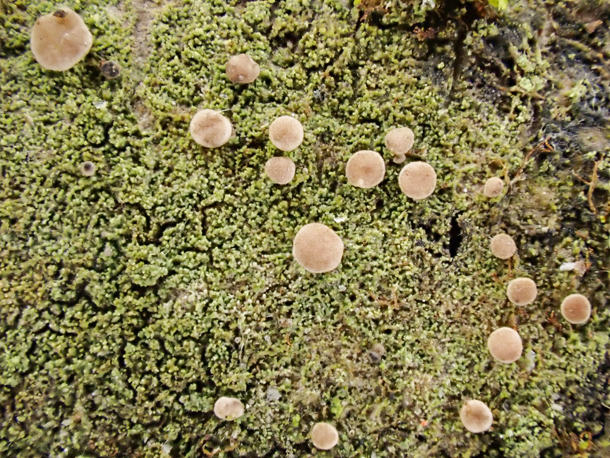 Bacidina neosquamulosa (door Arne van Wingerden)