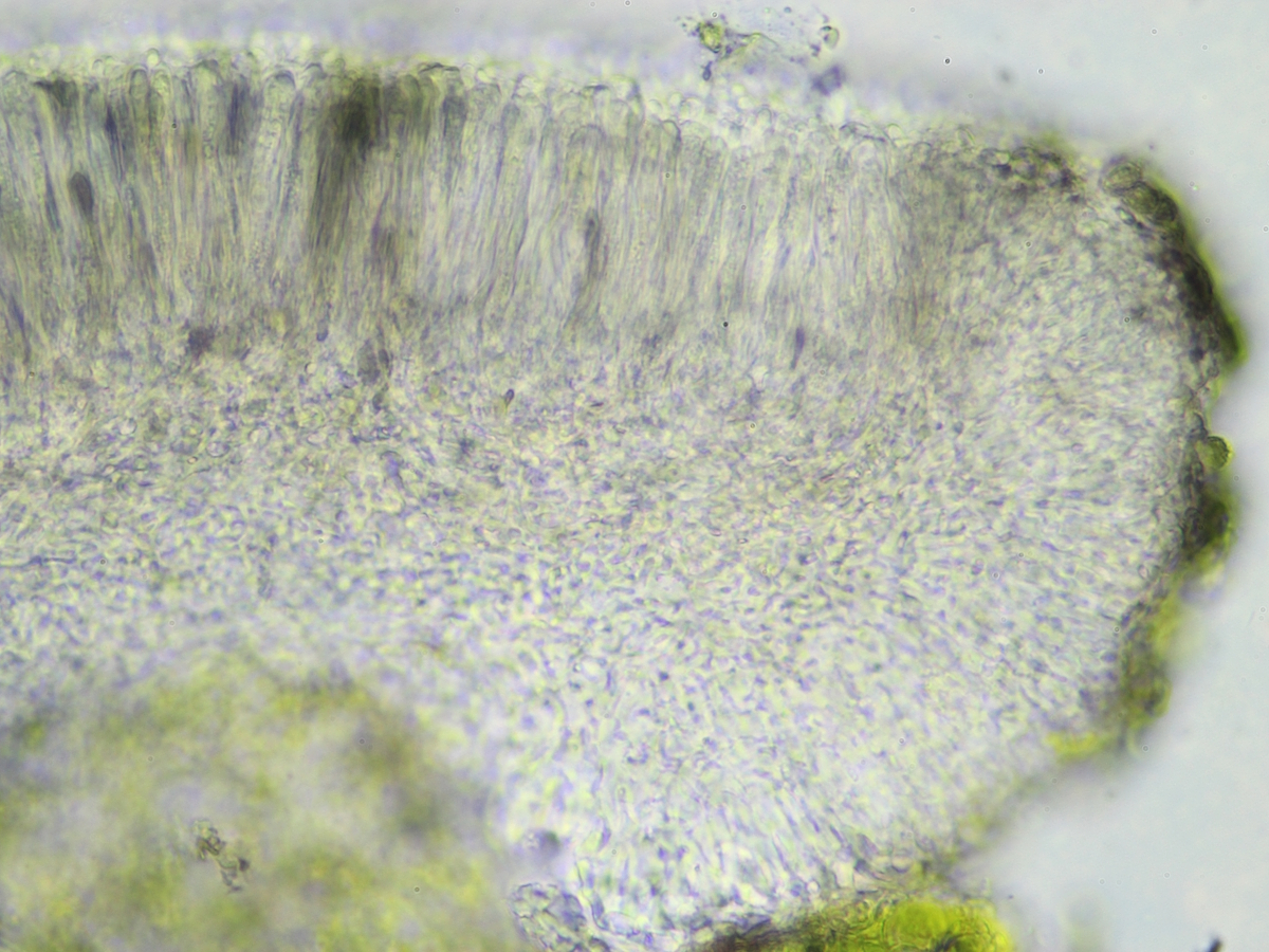 Bacidina neosquamulosa (door Henk-Jan van der Kolk)
