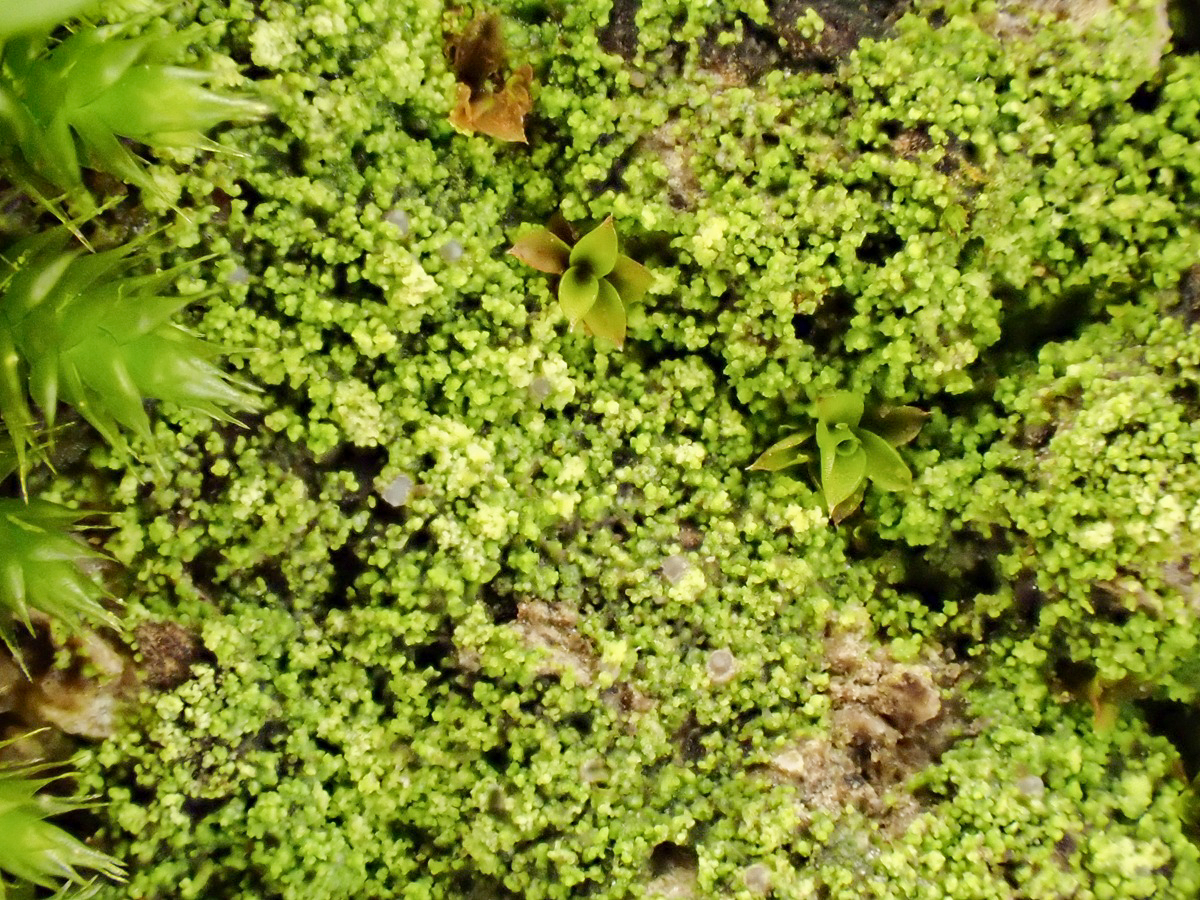 Bacidina neosquamulosa (door Arne van Wingerden)