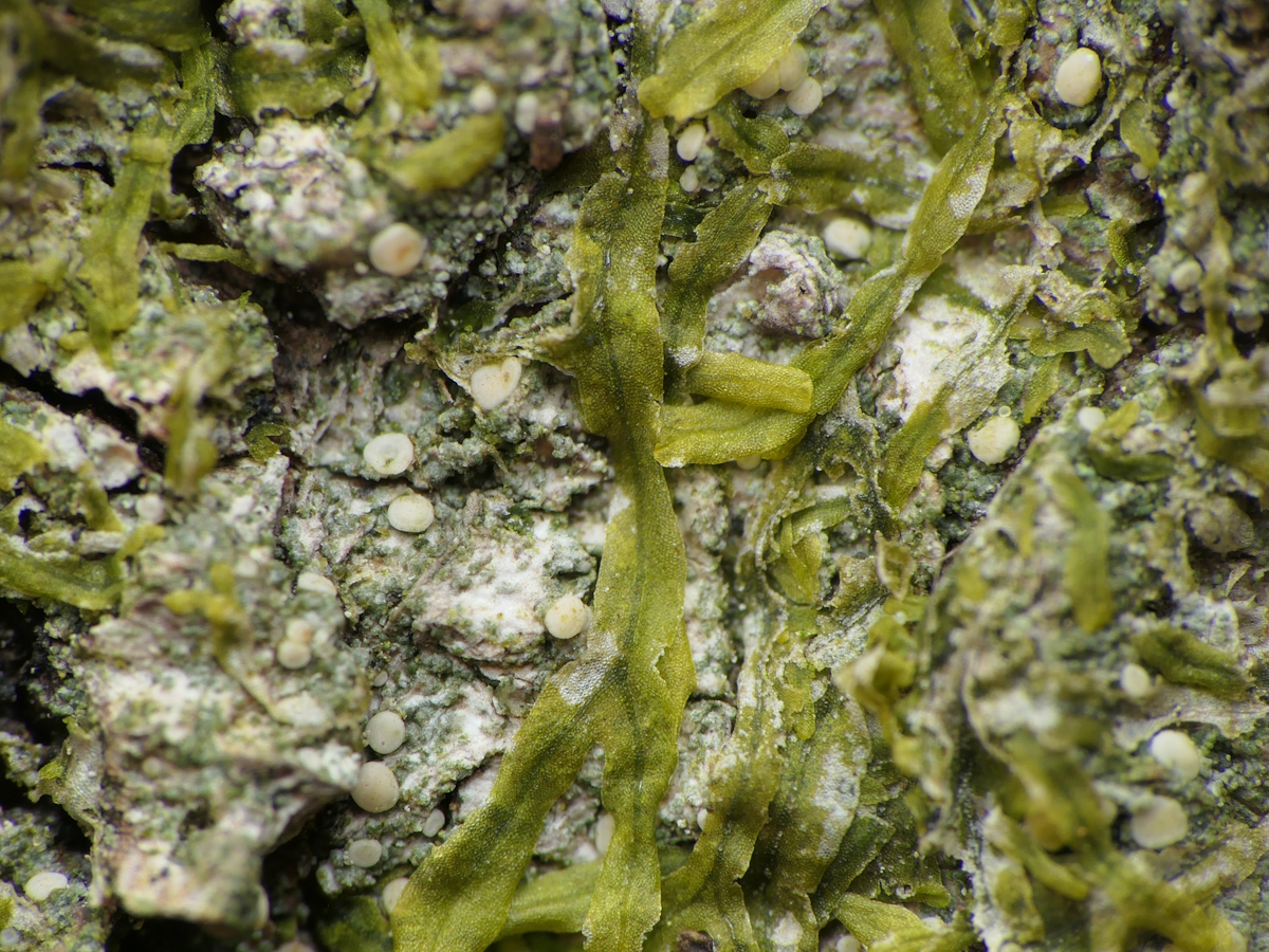 Bacidina phacodes (door Henk-Jan van der Kolk)