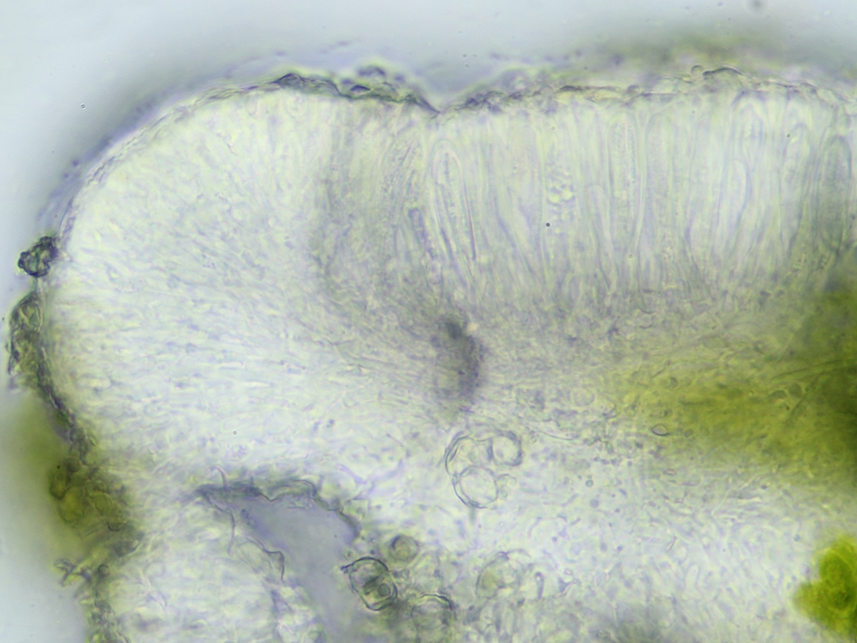 Bacidina phacodes (door Henk-Jan van der Kolk)