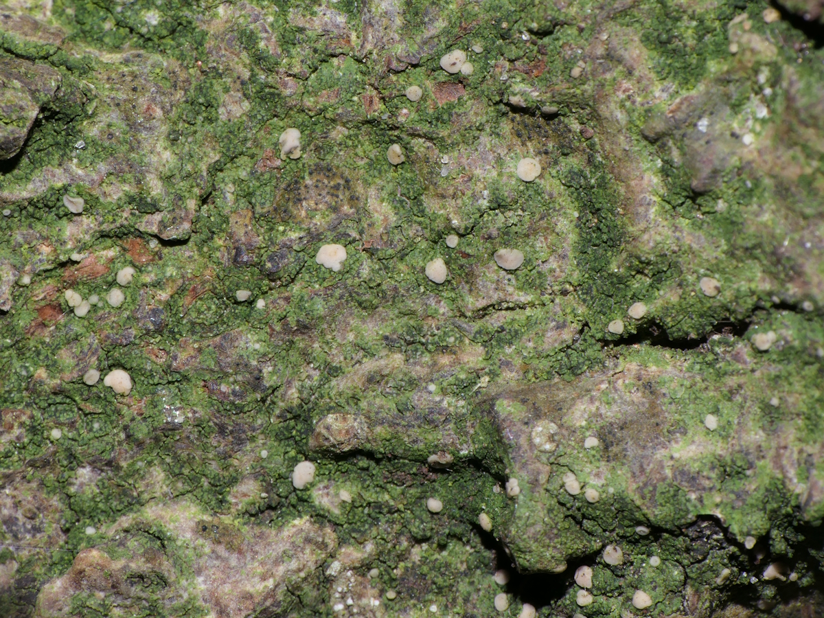Bacidina phacodes (door Henk-Jan van der Kolk)