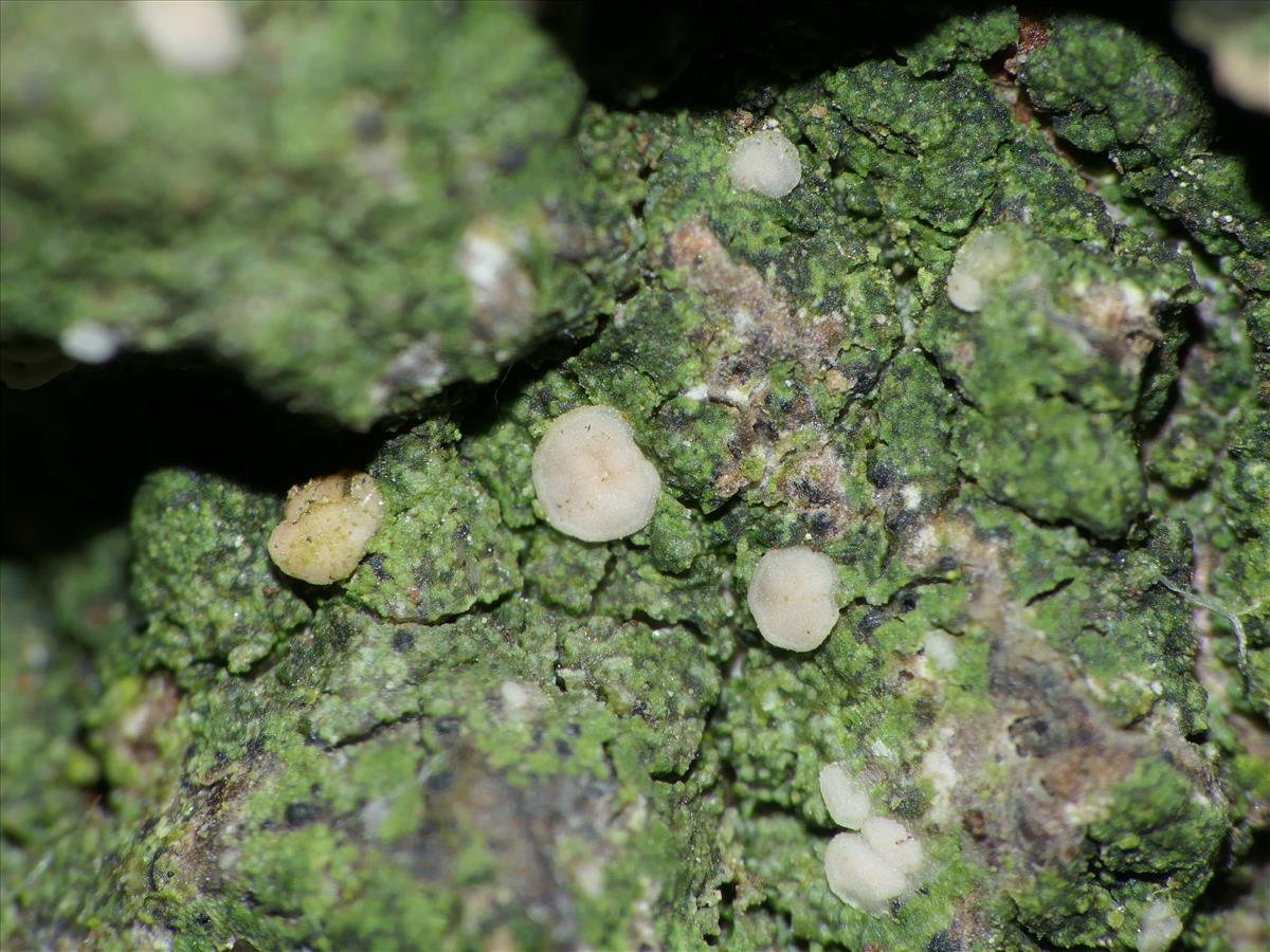 Bacidina phacodes (door Henk-Jan van der Kolk)