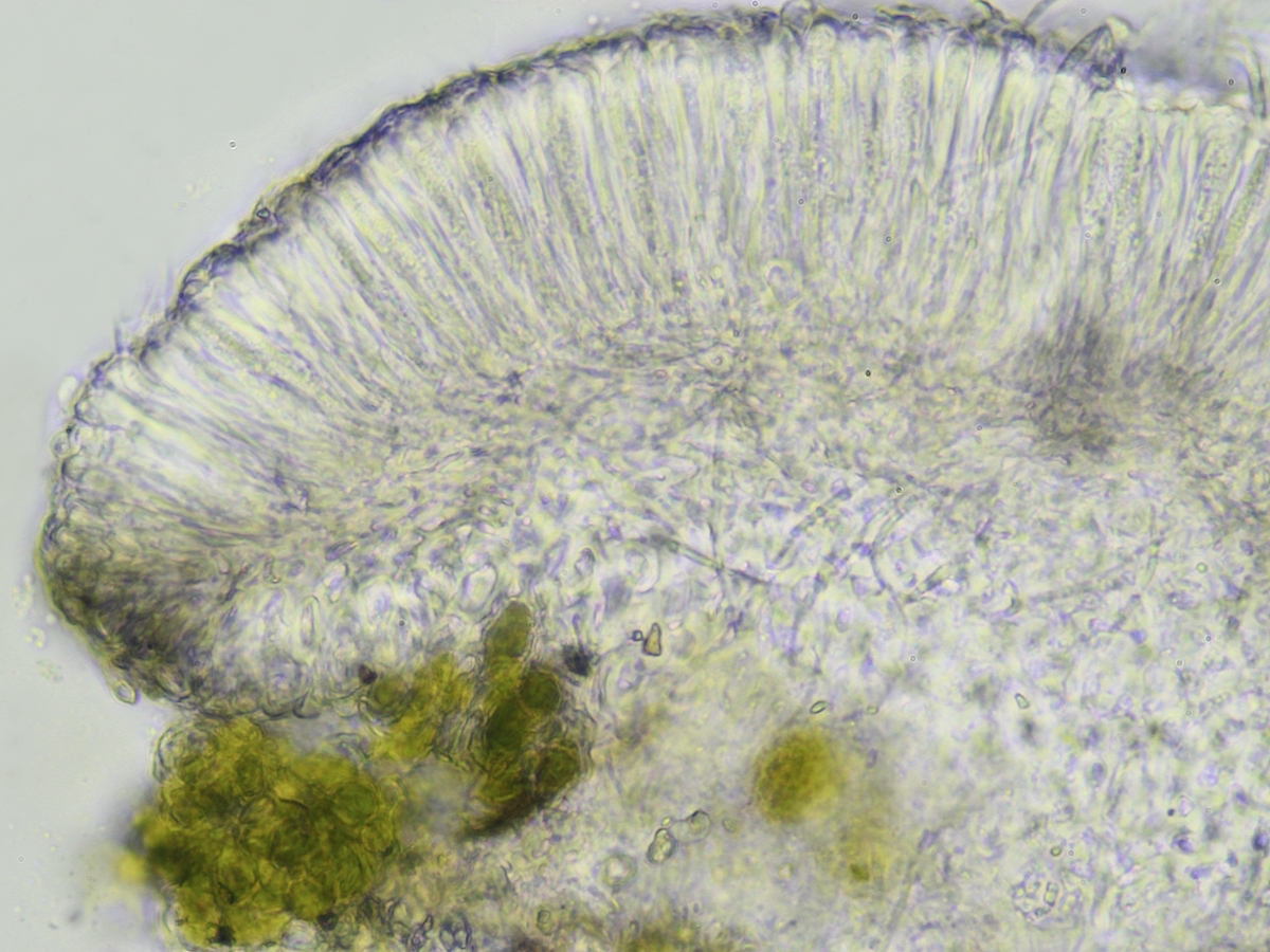 Bacidina saxenii (door Henk-Jan van der Kolk)