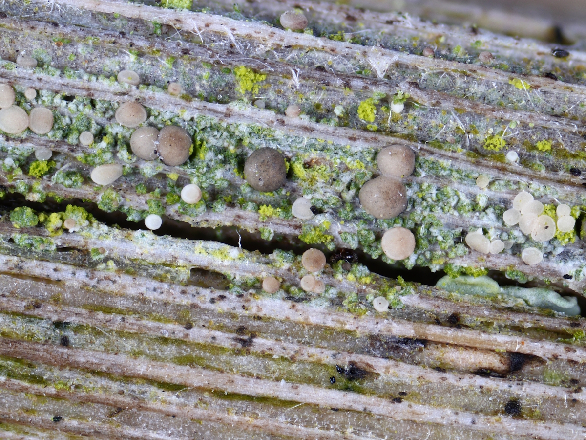 Bacidina saxenii (door Henk-Jan van der Kolk)