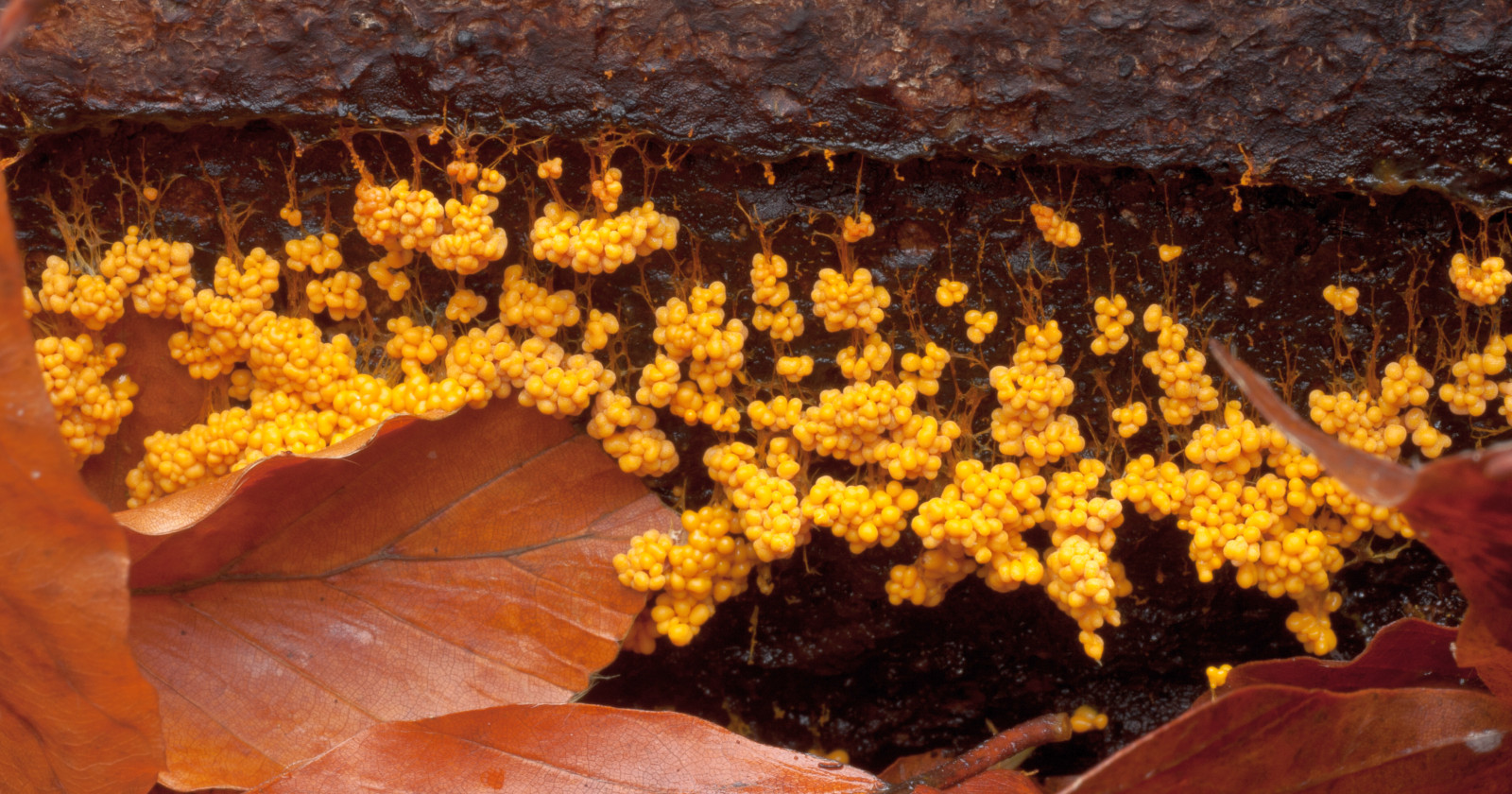 Badhamia utricularis (door Aldert Gutter)