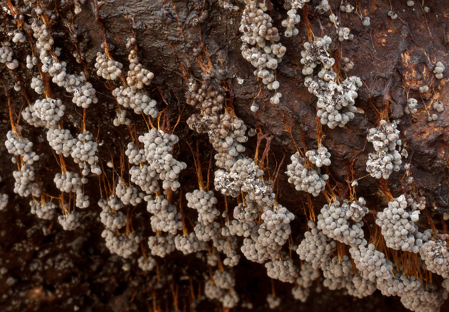 Badhamia utricularis (door Aldert Gutter)