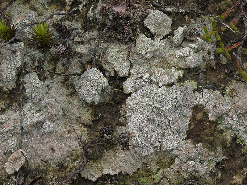 Baeomyces rufus (door Bart Horvers)