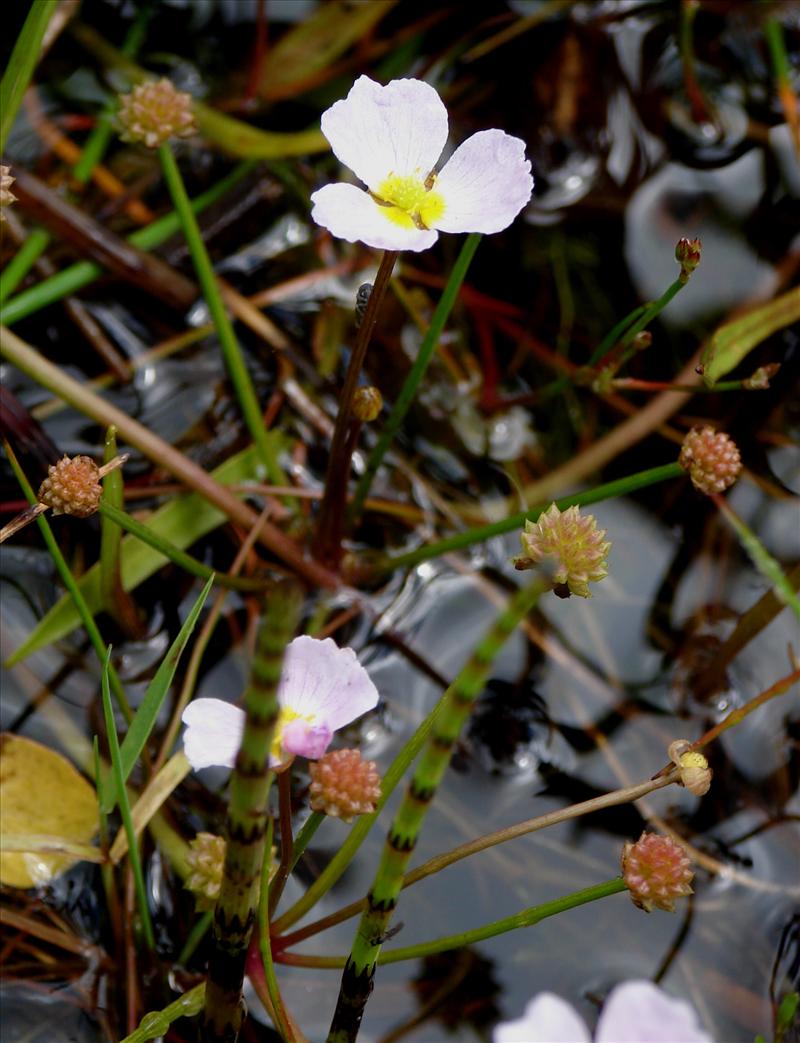 Baldellia ranunculoides subsp. ranunculoides (door Adrie van Heerden)