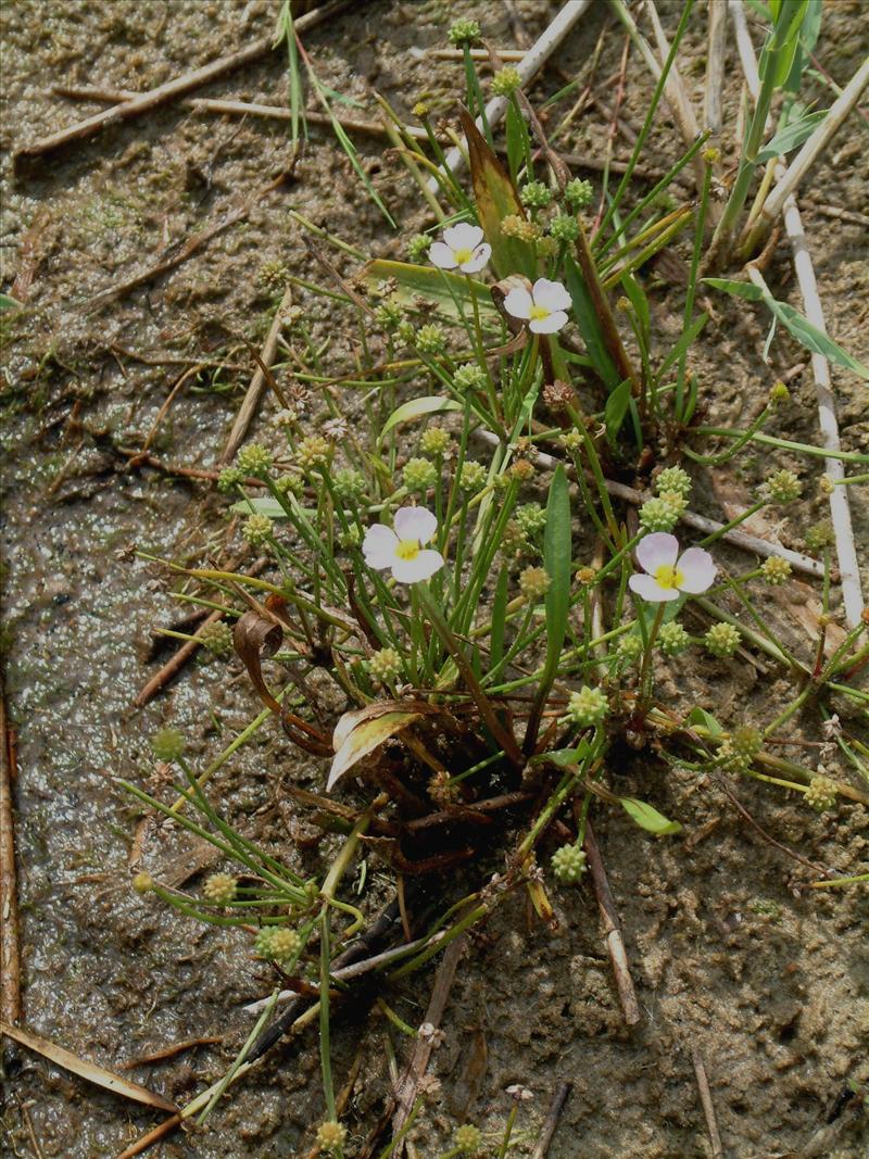 Baldellia ranunculoides subsp. ranunculoides (door Adrie van Heerden)