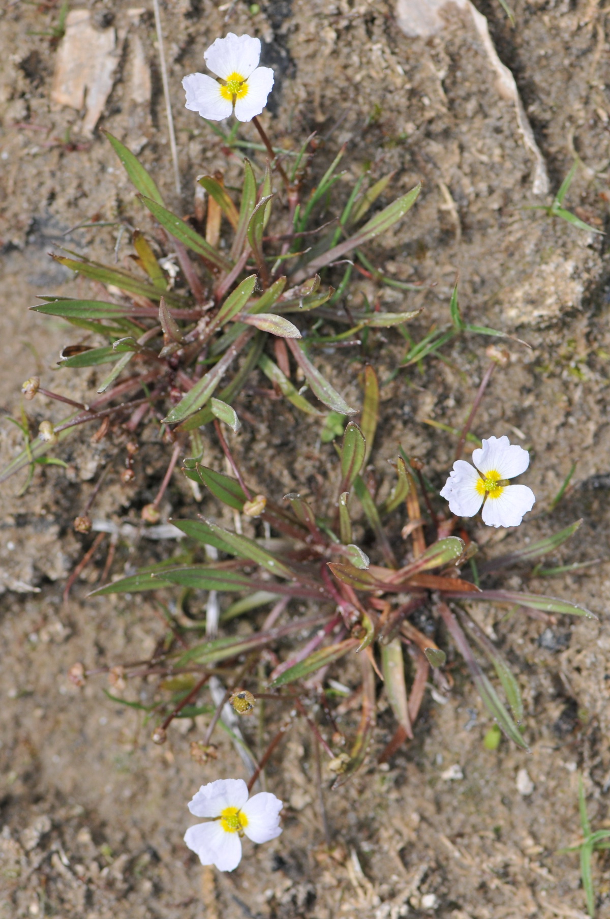 Baldellia ranunculoides subsp. ranunculoides (door Hans Toetenel)