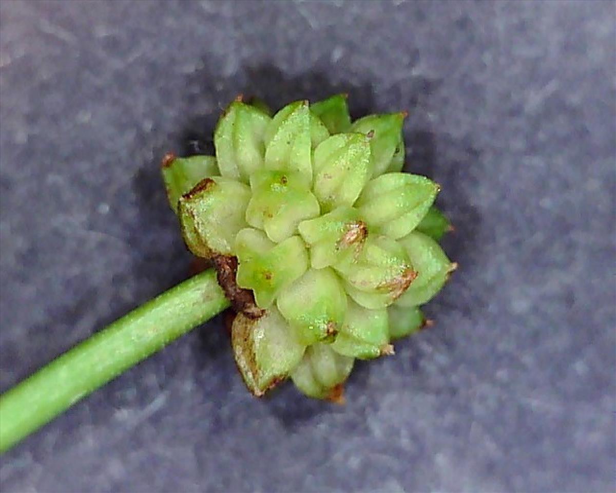 Baldellia ranunculoides subsp. ranunculoides (door Ruud Beringen)