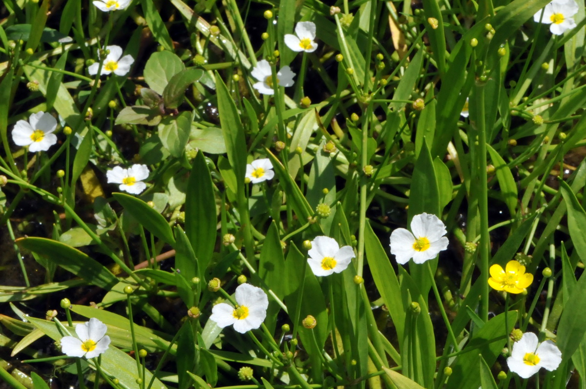 Baldellia ranunculoides subsp. ranunculoides (door Hans Toetenel)