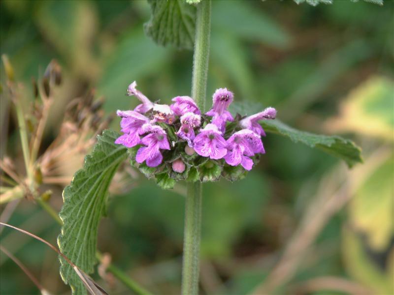 Ballota nigra subsp. meridionalis (door Adrie van Heerden)