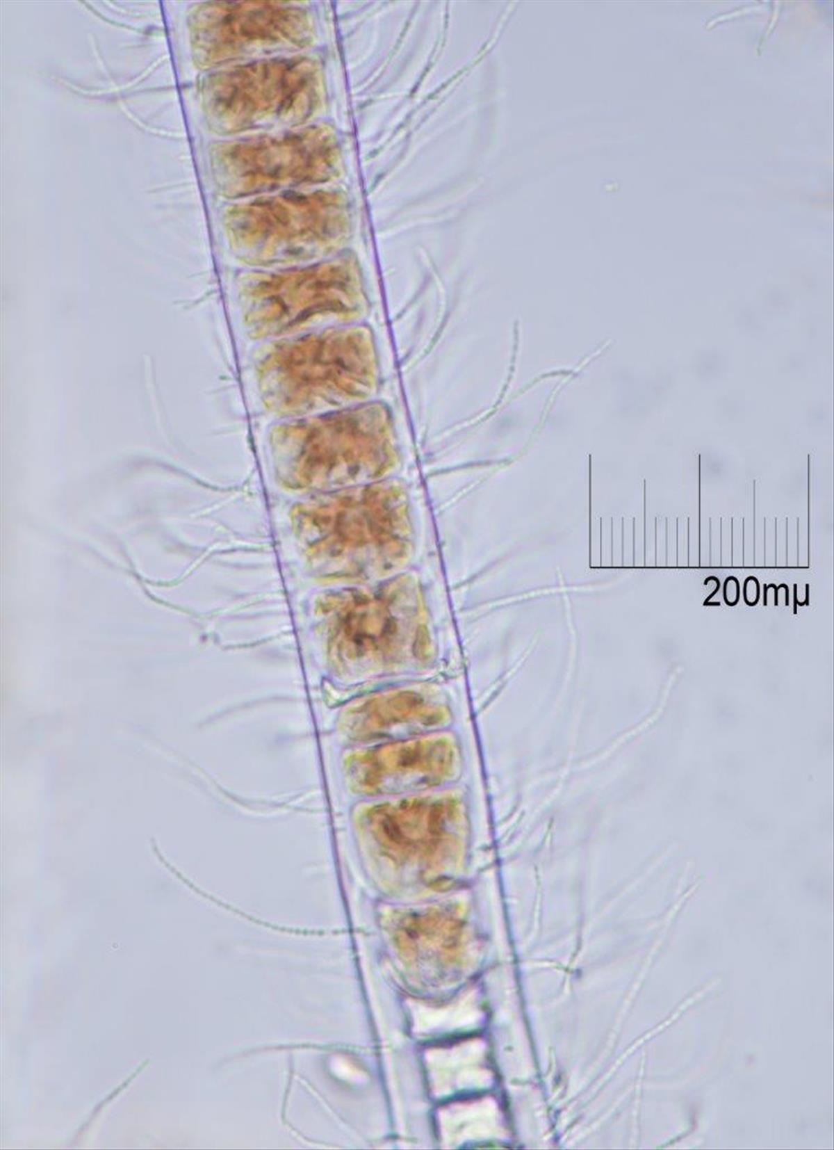 Bangia fuscopurpurea (door Mart Karremans)