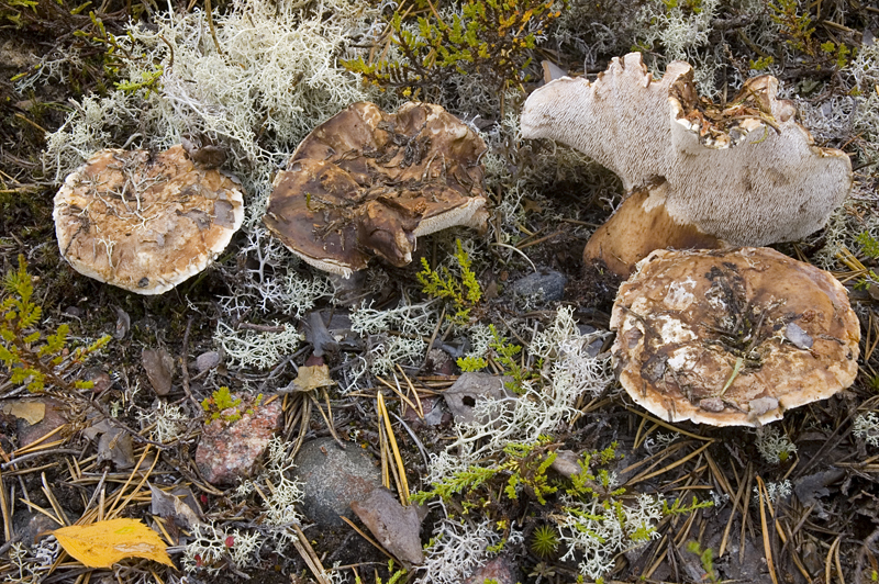 Bankera fuligineoalba (door Nico Dam)