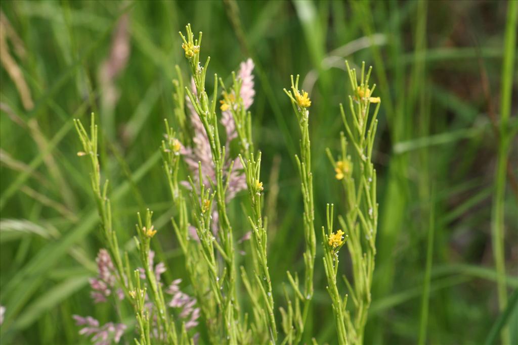 Barbarea stricta (door Pieter Stolwijk)