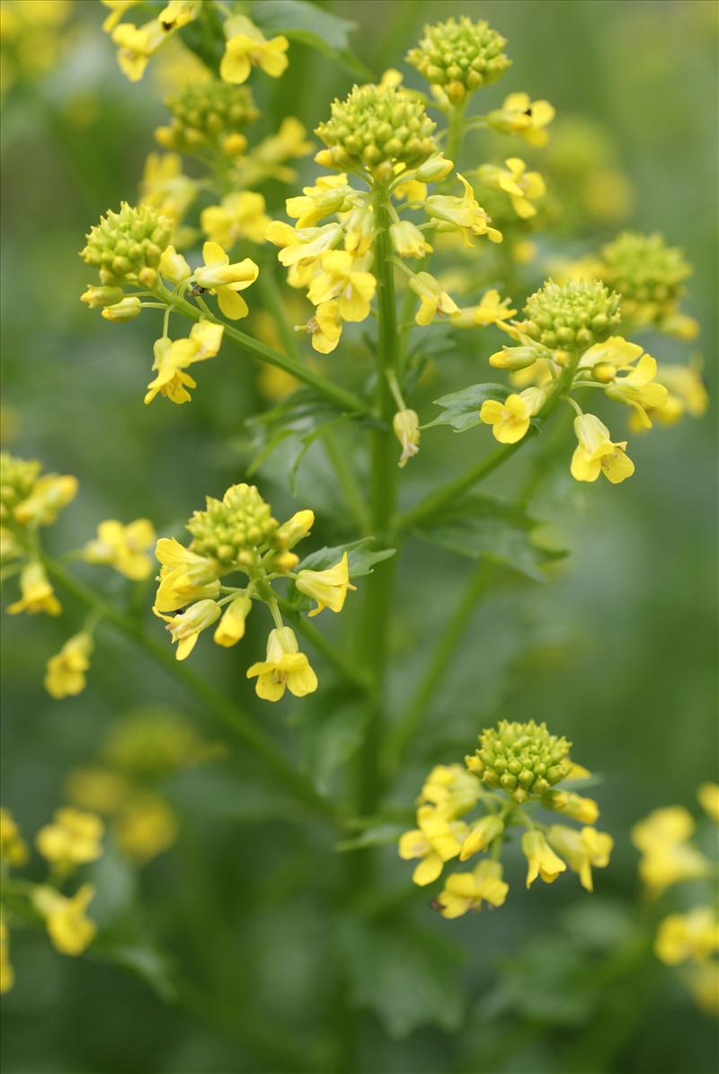 Barbarea stricta (door Adrie van Heerden)