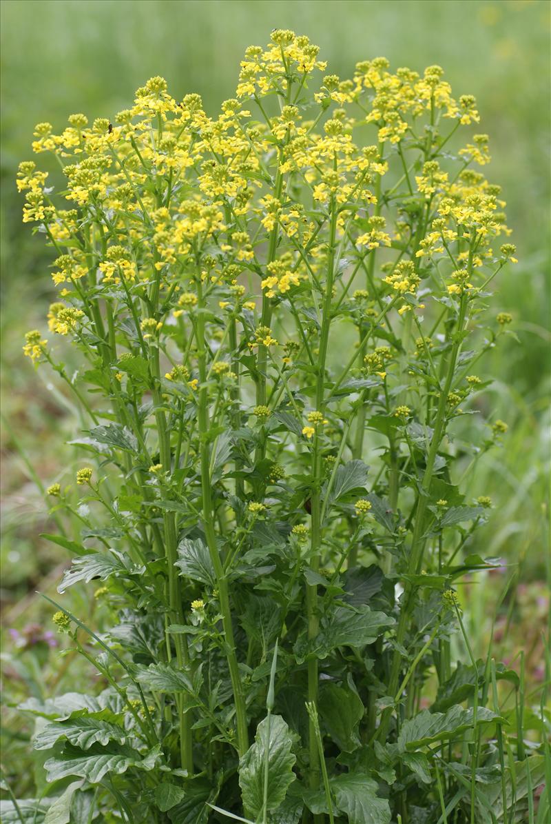 Barbarea stricta (door Adrie van Heerden)