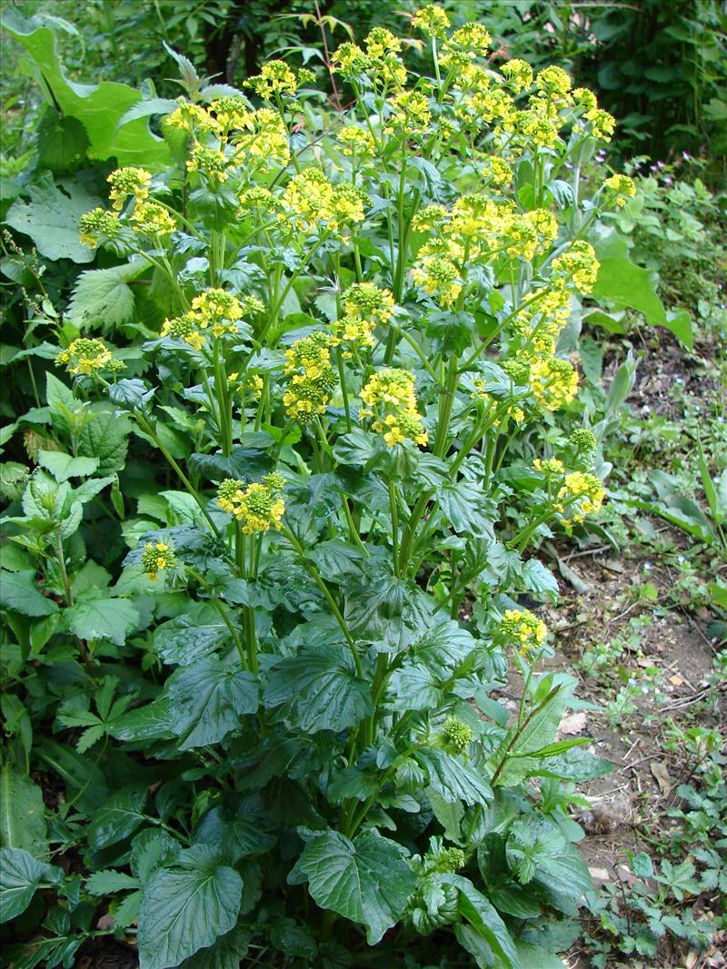 Barbarea vulgaris (door Adrie van Heerden)