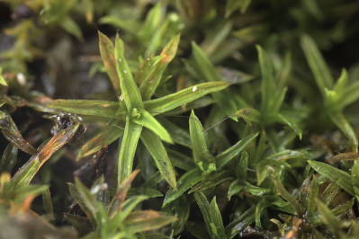 Bryoerythrophyllum recurvirostre (door Klaas van der Veen)