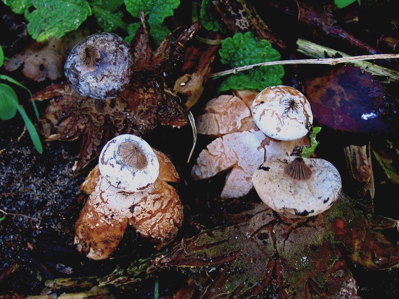 Geastrum striatum (door Martijn Oud)