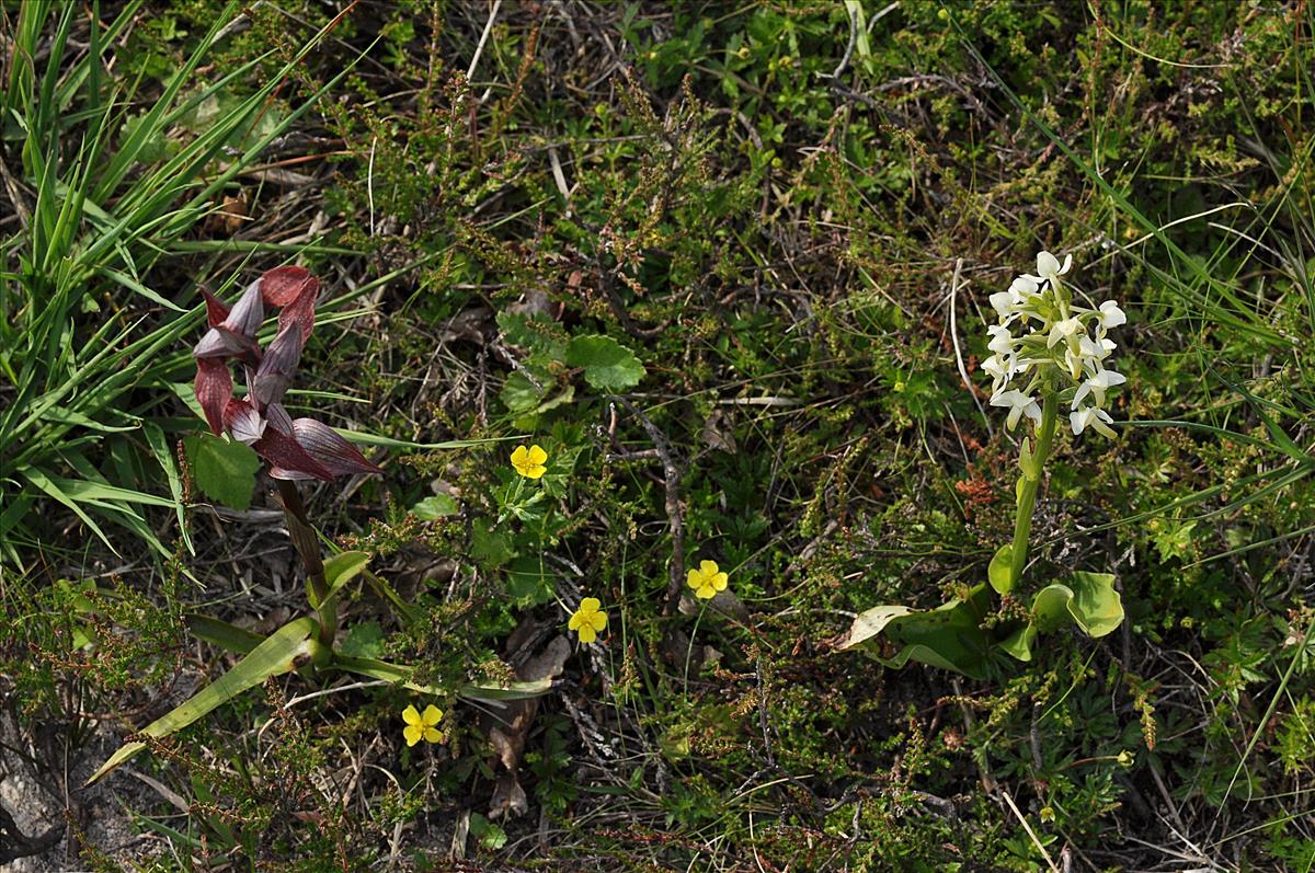 Serapias vomeracea (door Annie Rocks)