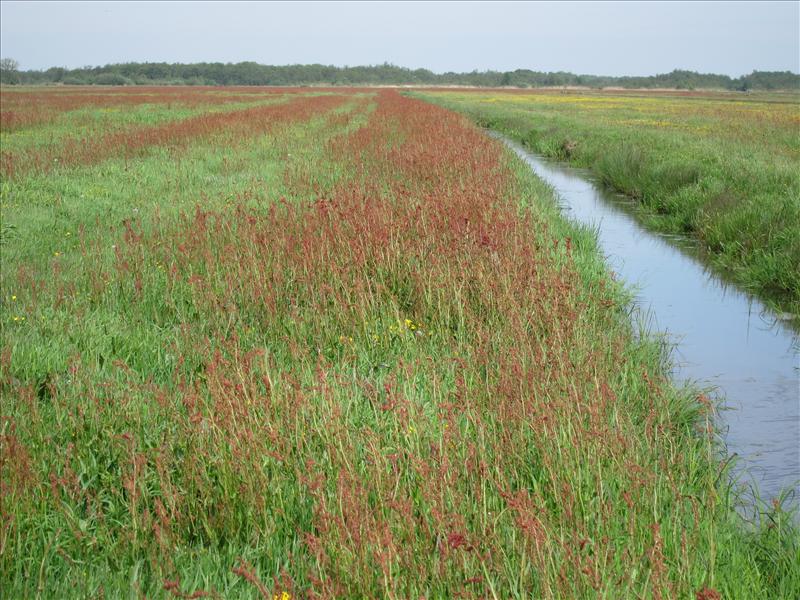 Rumex acetosa (door Piet Bremer )