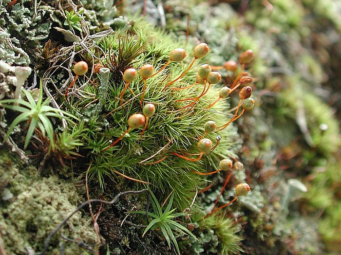 Bartramia ithyphylla (door Michael Lueth (www.milueth.de))