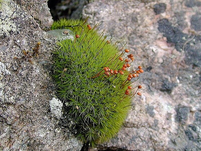 Bartramia pomiformis (door Michael Lueth (www.milueth.de))