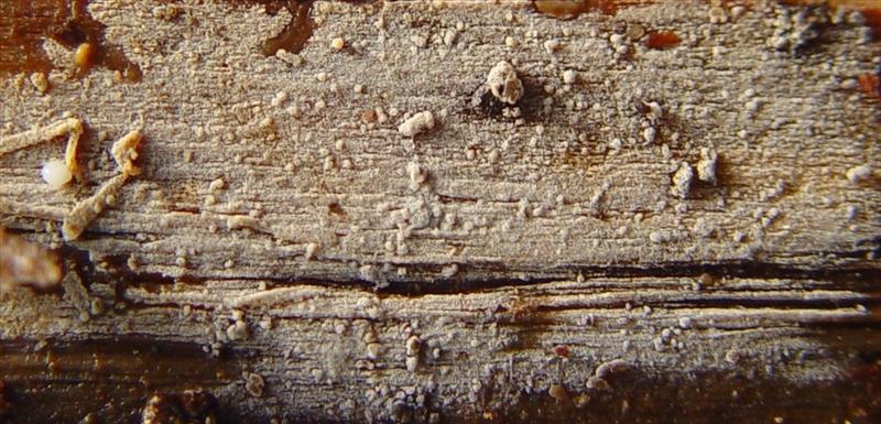 Basidiodendron trachysporum sl, incl. groningae (door Marinus Wassink)