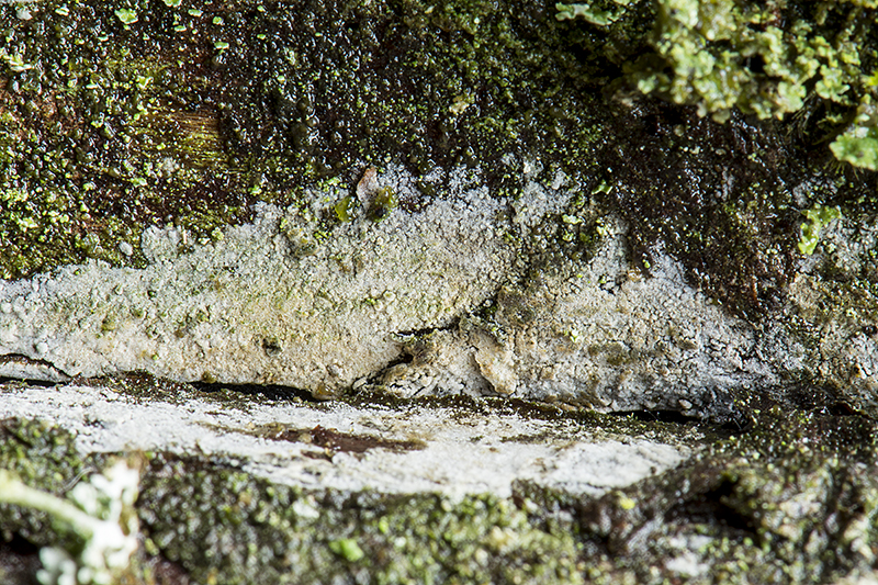 Basidiodendron cinereum (door Nico Dam)