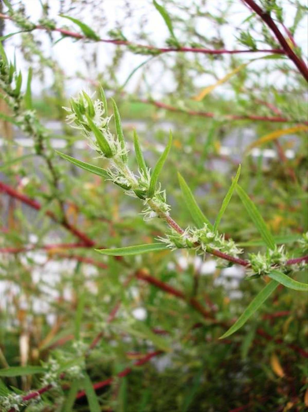 Bassia scoparia (door Erik Simons)