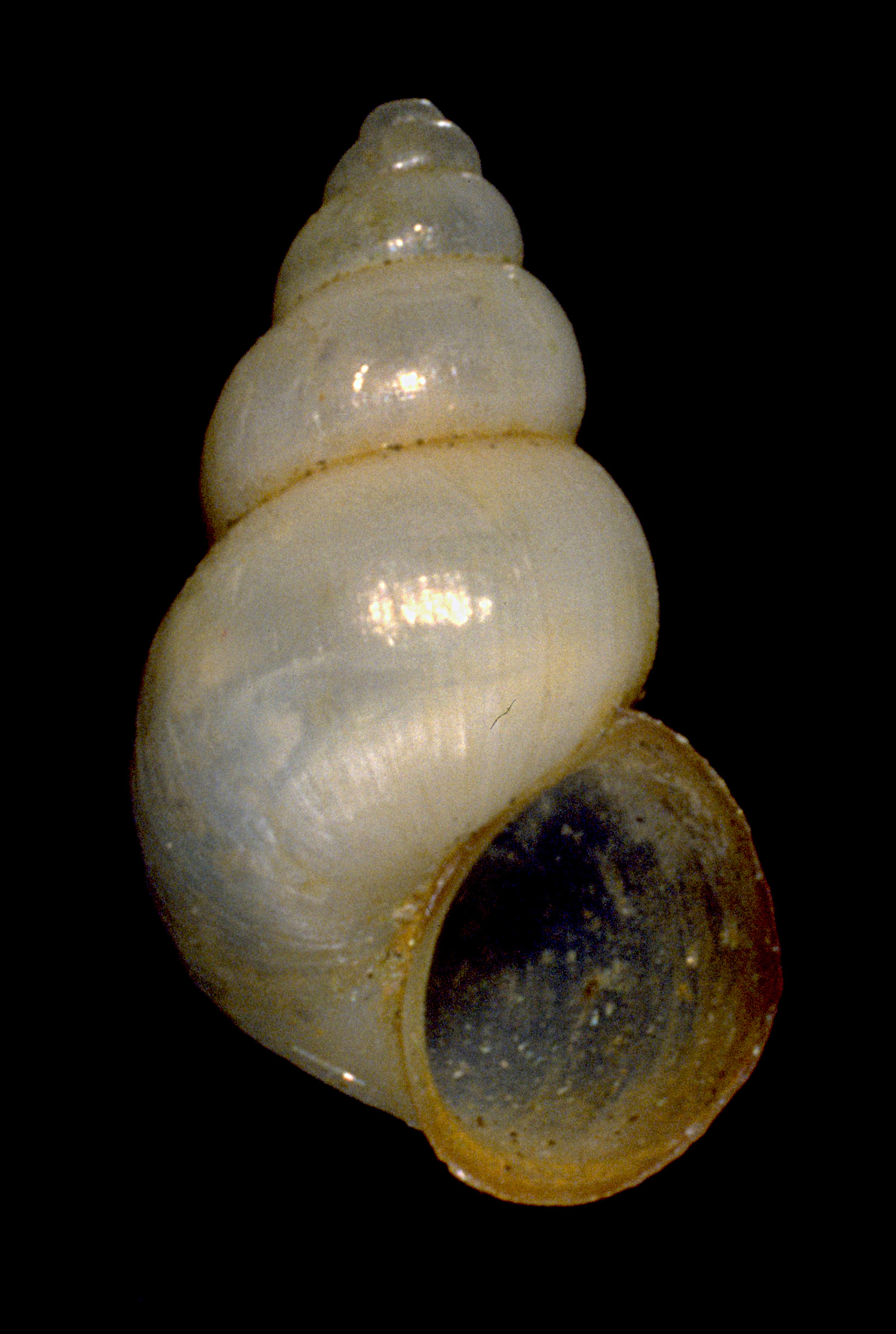 Heleobia stagnorum (door Adriaan Gmelig Meyling Sr.)