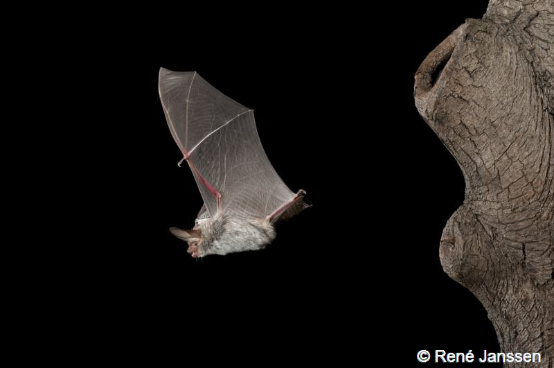 Myotis bechsteinii (door René Janssen)